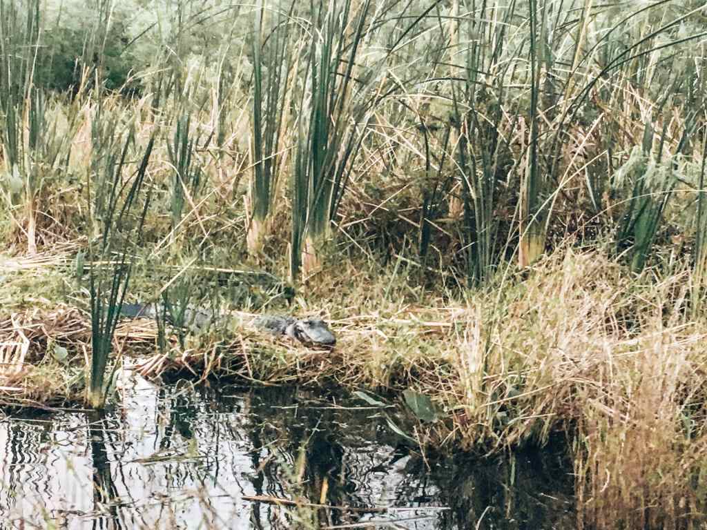 Alligator lying down in the Everglades