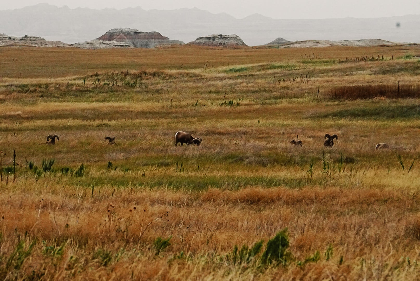 Bighorns grazing in Badlands