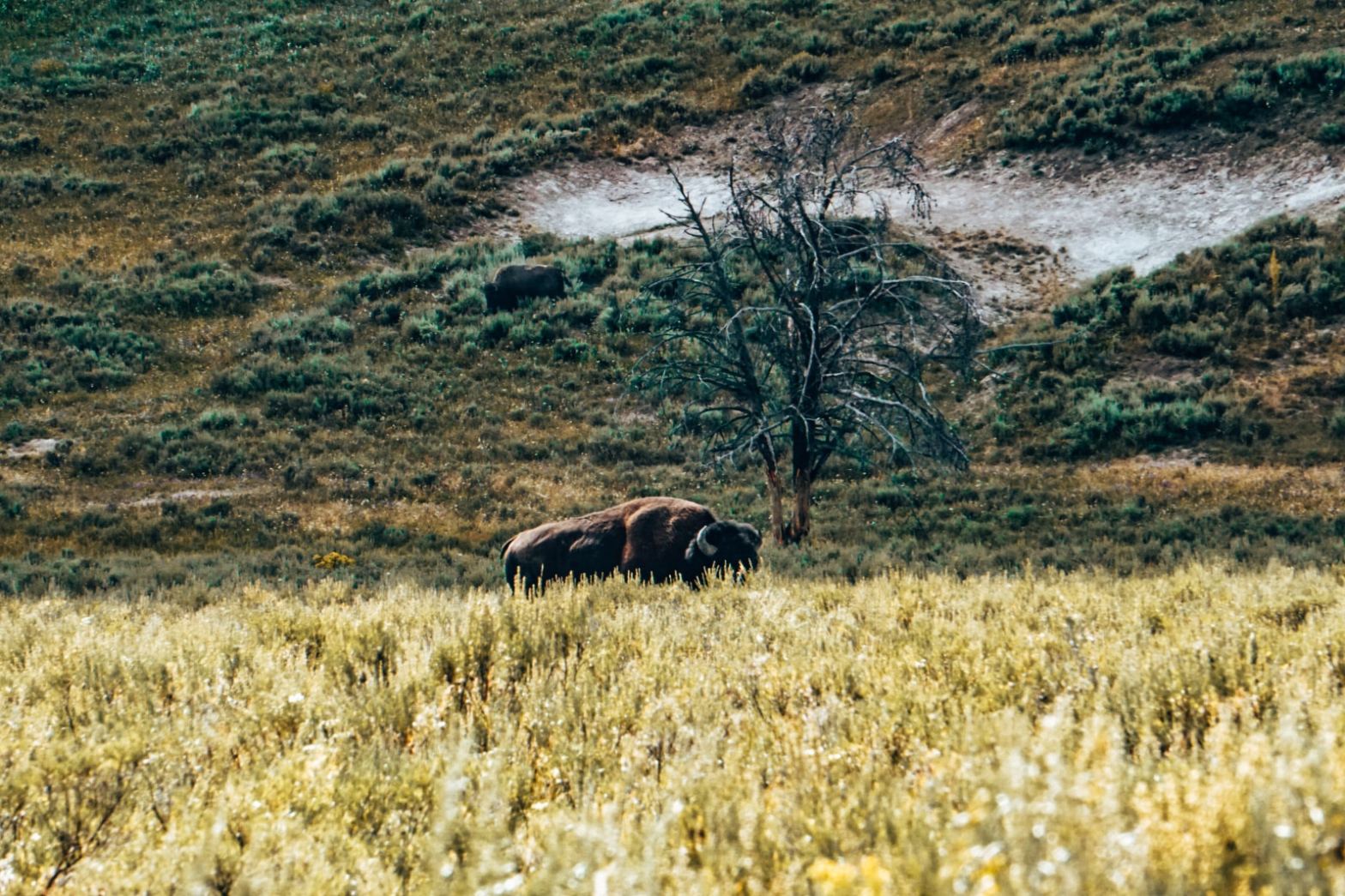 Lone bison at Yellowstone