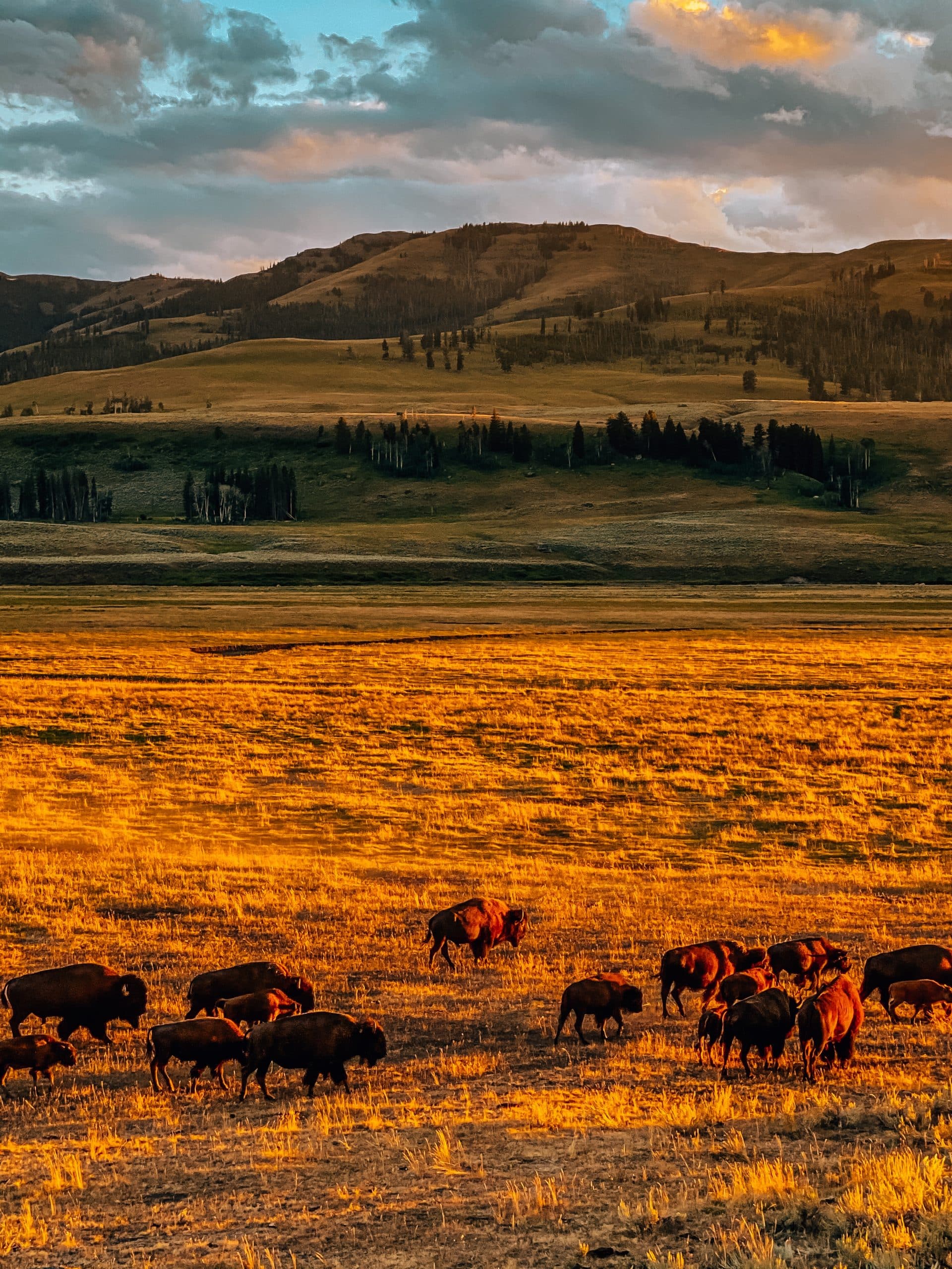Lots of bison at sunset in Yellowstone