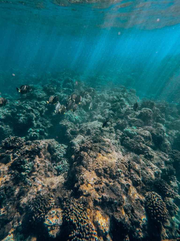 Underwater view of coral and fish