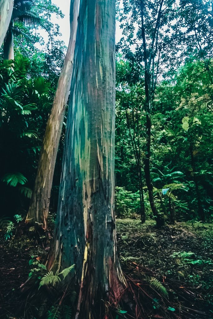 Close up shot of a Rainbow Eucalyptus tree along the Road to Hana