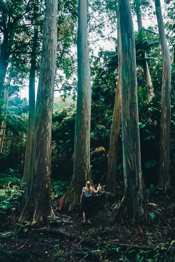 Woman in a black skirt standing between a small grove of very tall Rainbow Eucalyptus trees along the Road to Hana