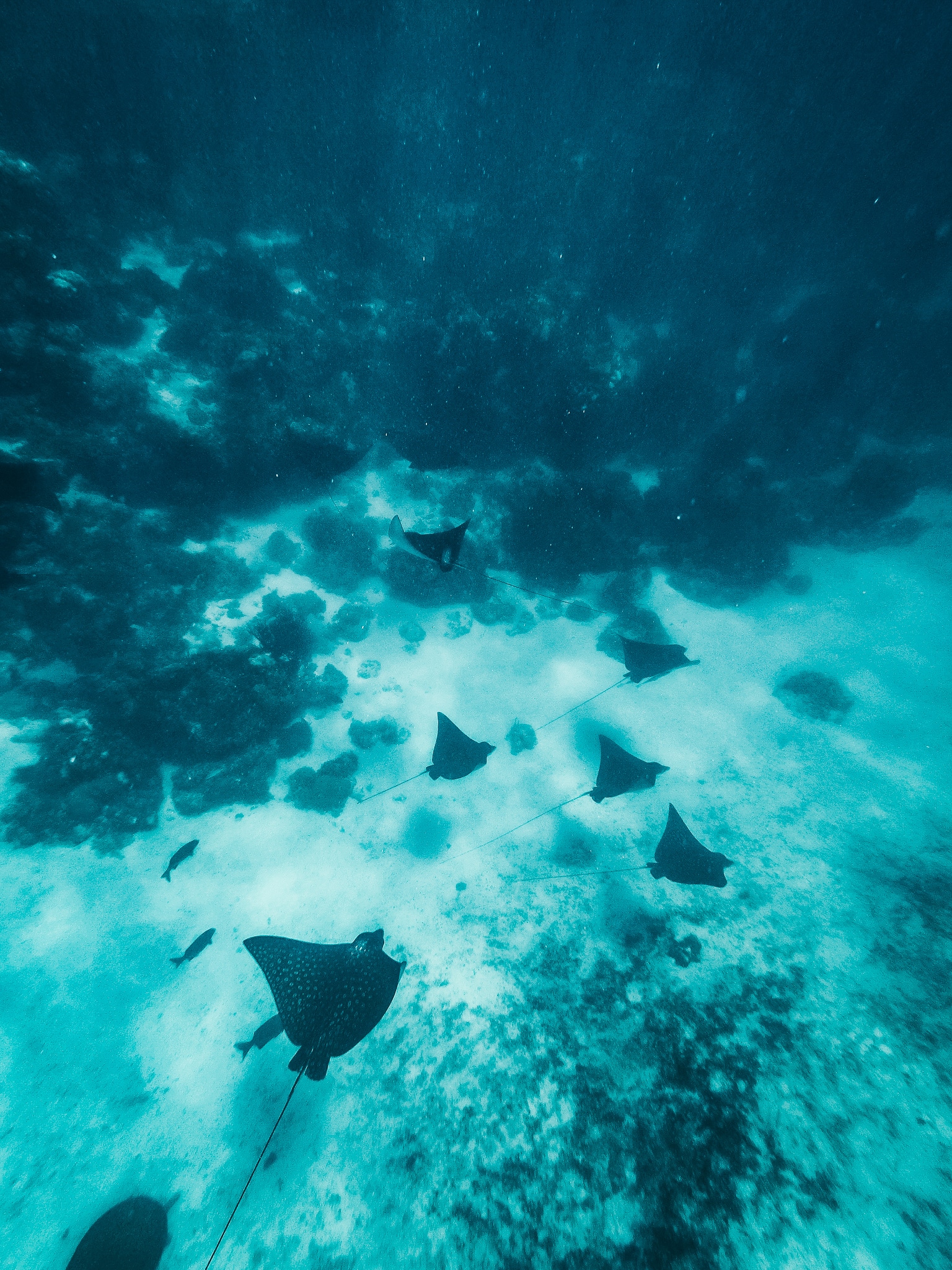 7 eagle rays swimming along the ocean floor