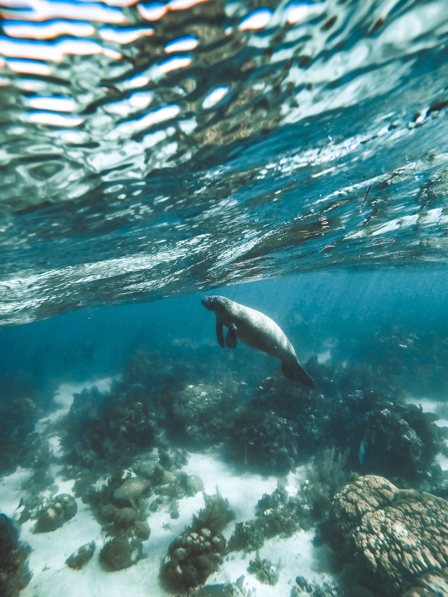 Underwater photo of a manatee