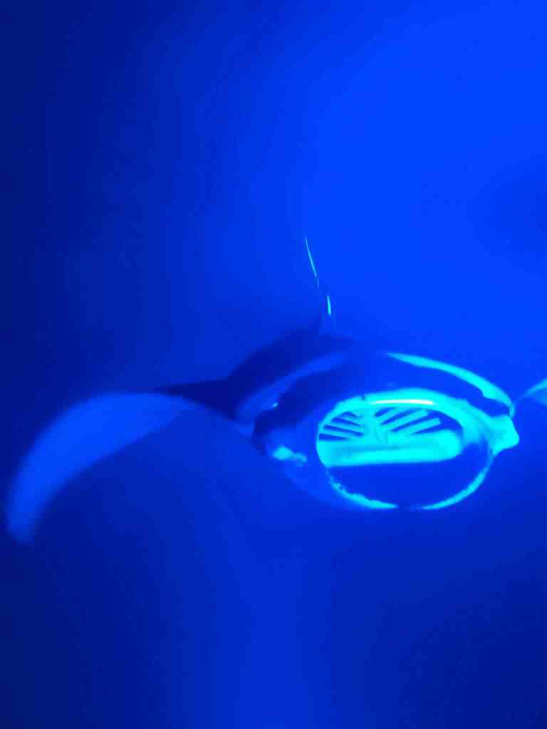 Underwater photo of the manta ray snorkel at the Big Island in Hawaii