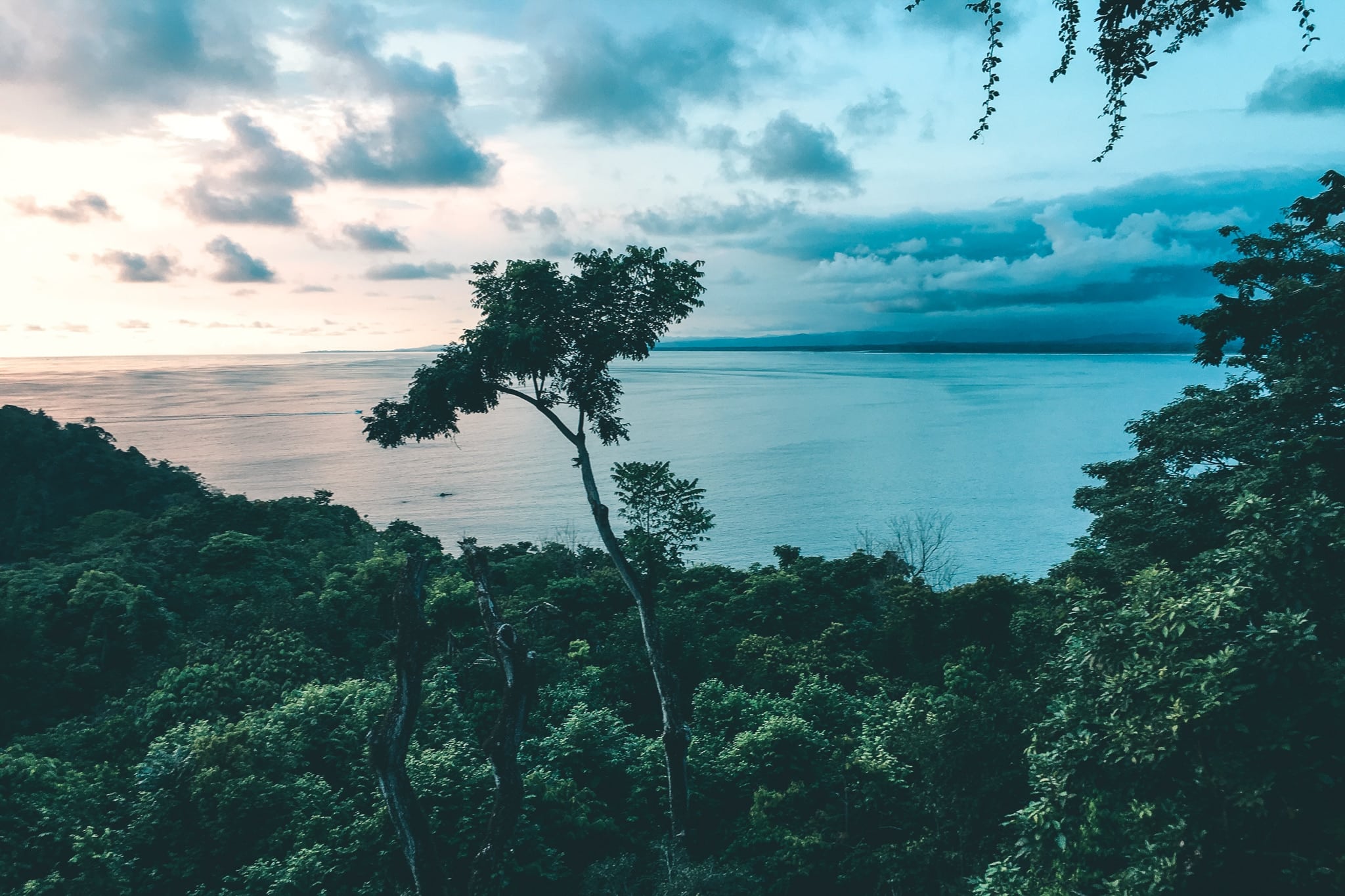 View of the jungle going out to the ocean during sunset, one tree sticking out above the rest