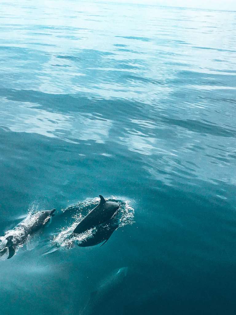 3 dolphins swimming in the water next to the boat