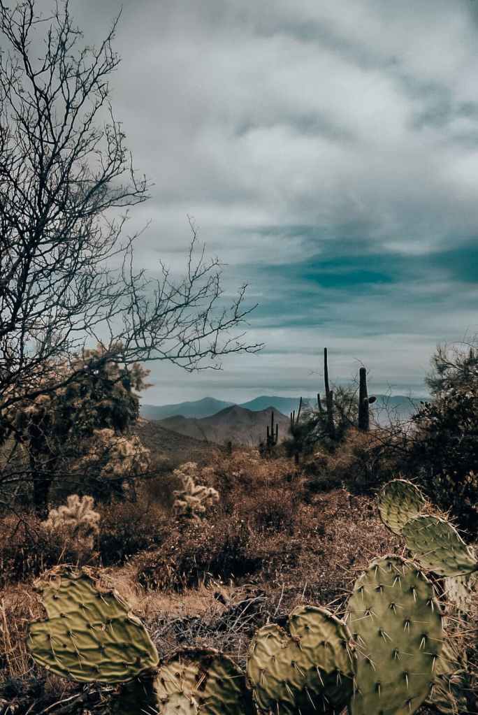 Picture of the McDowell Mountains from behind some cacti