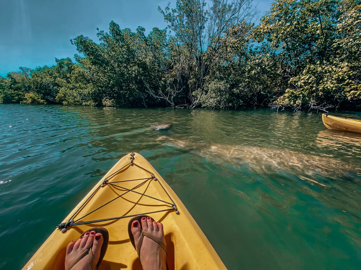 Woman sitting in kayak while two manatees swim by her