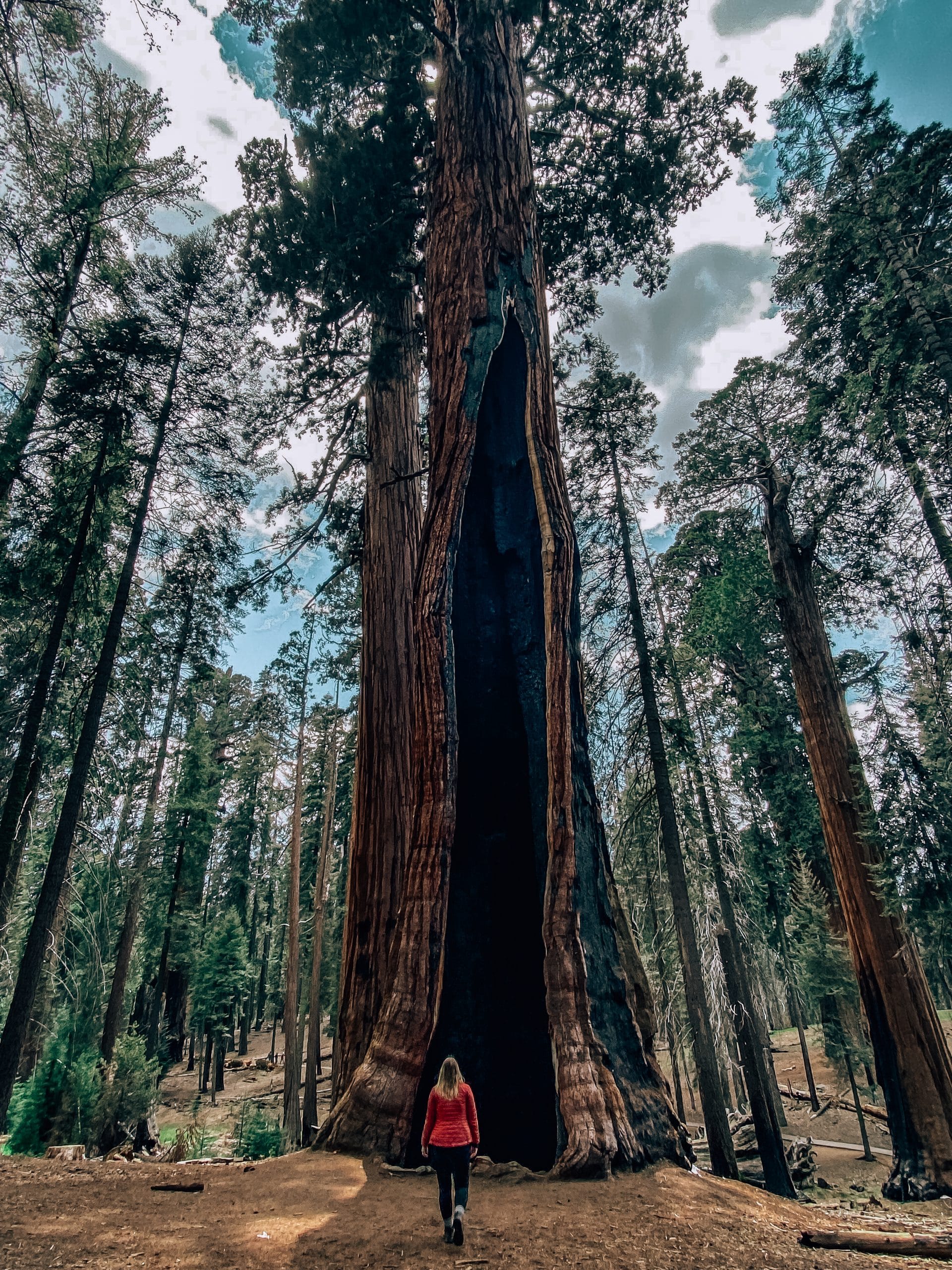 Woman standing in front of a large sequoia tree in Sequoia National Park