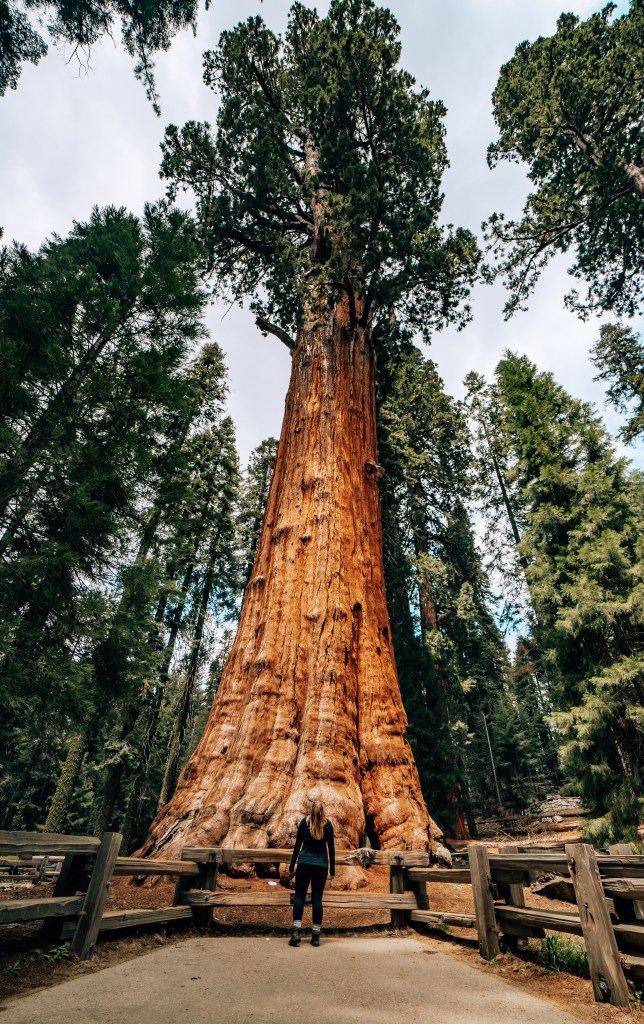 Woman standing in front of and looking up at General Sherman Tree in Sequoia National Park