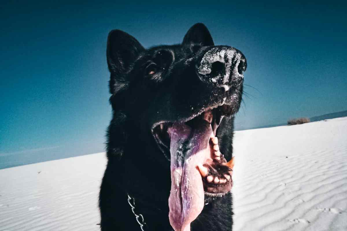 German Shepherd with its tongue hanging out in White Sands National Park