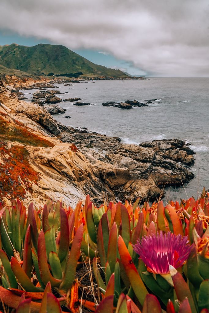 Up close view of the wildflowers with the rocky California coastline and water in the background