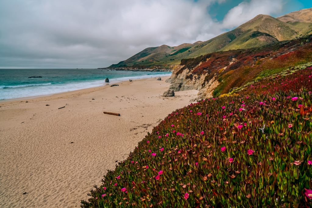 Coastal views with lots of pink wildflowers sitting atop cliffs, pushing up against the beach