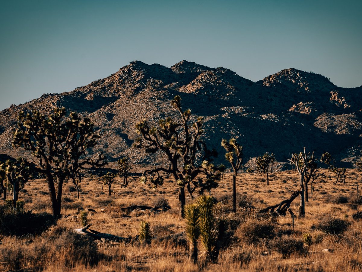 1 Day Joshua Tree Itinerary • 5 Best Things to Do