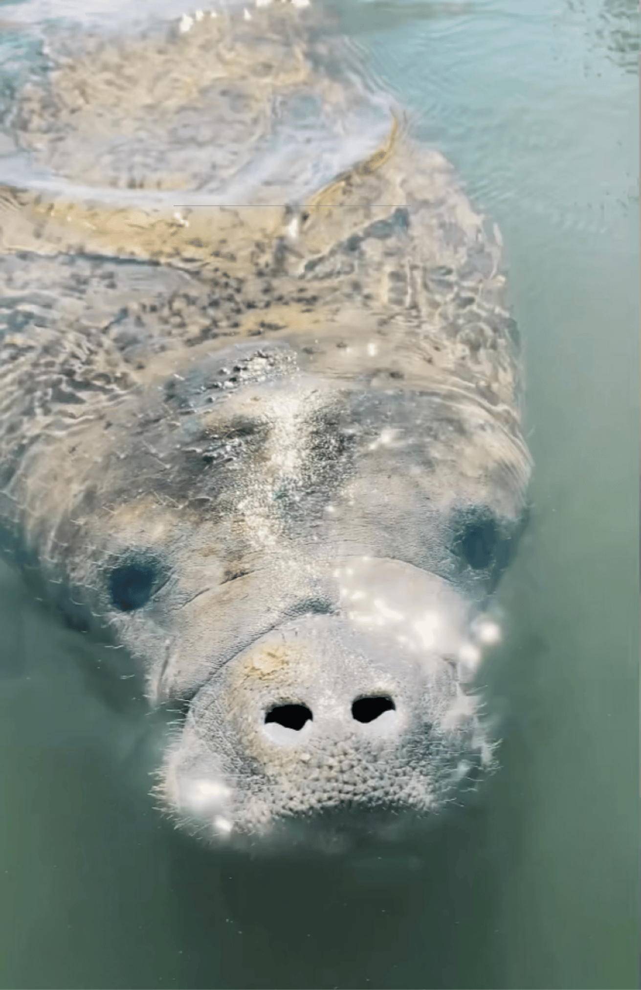 Close up of a baby manatee in the water