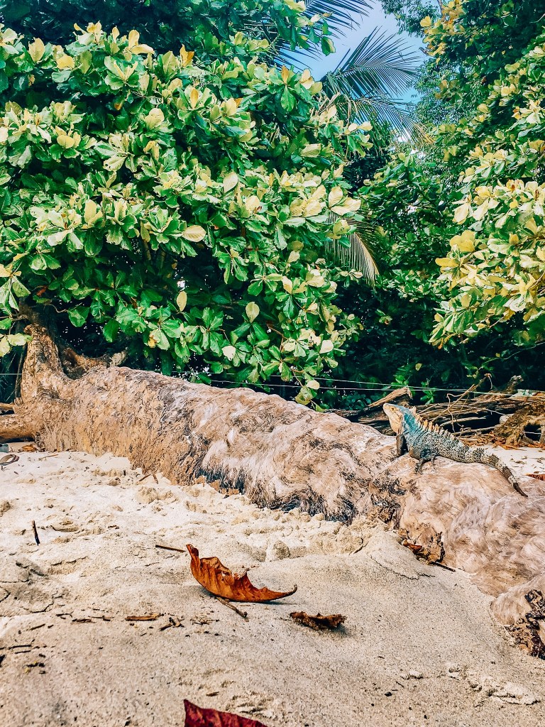 A large iguana sitting on the root of a tree at the beach