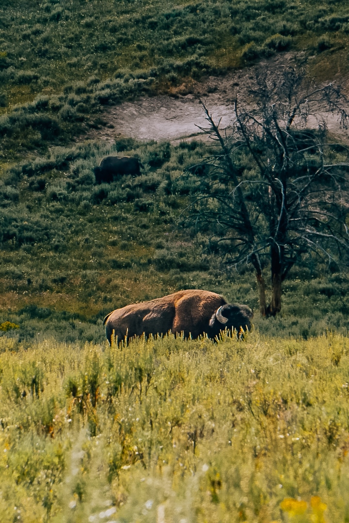 Bison standing in a field