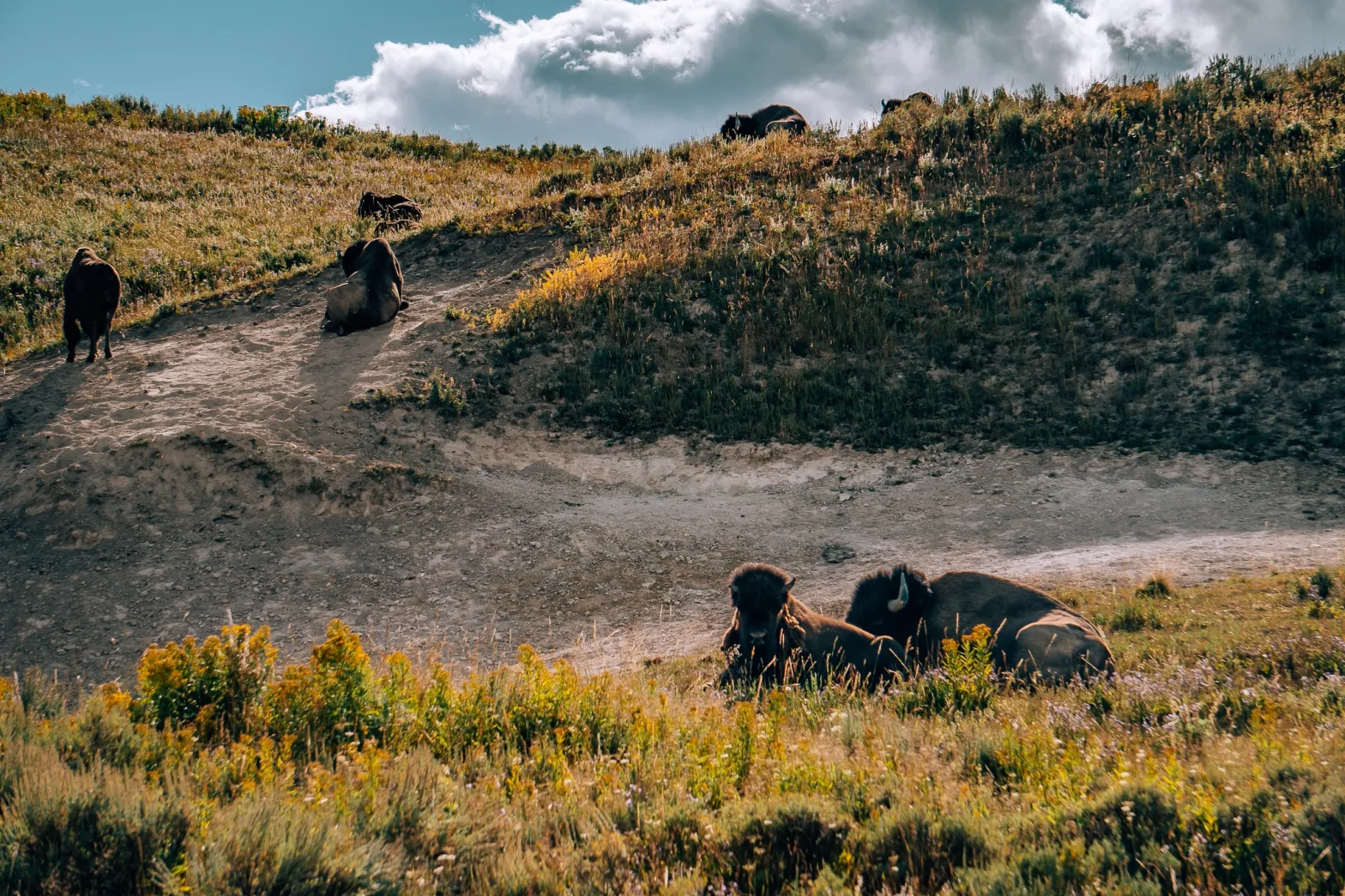 Herd of bison hanging out in a field