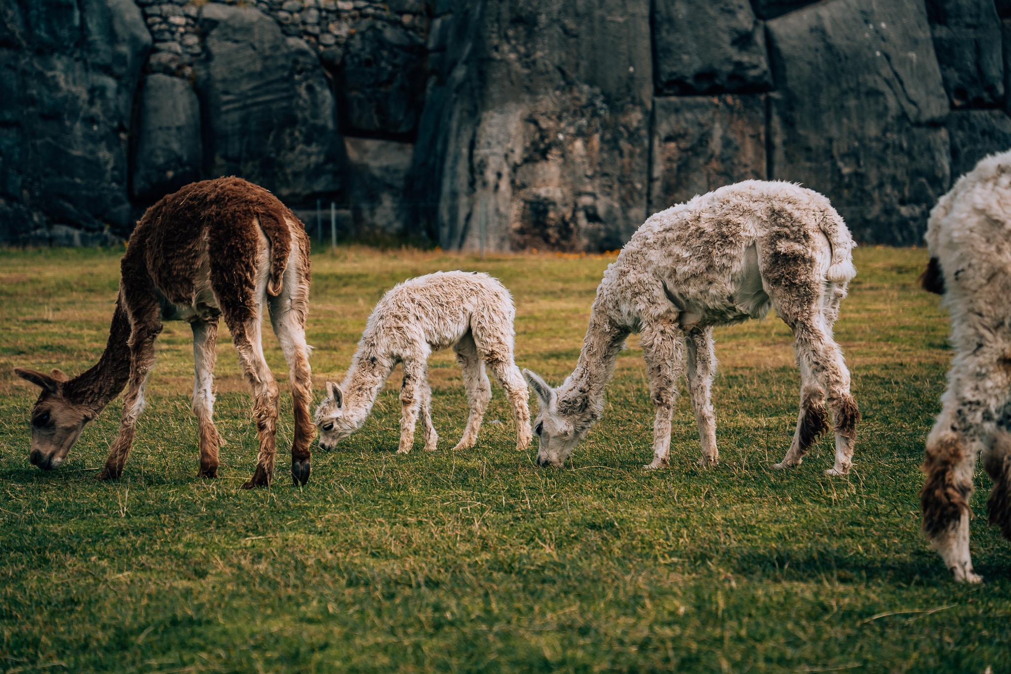 3 adult alpacas and a baby alpaca eating grass at Sacsayhuaman in Peru
