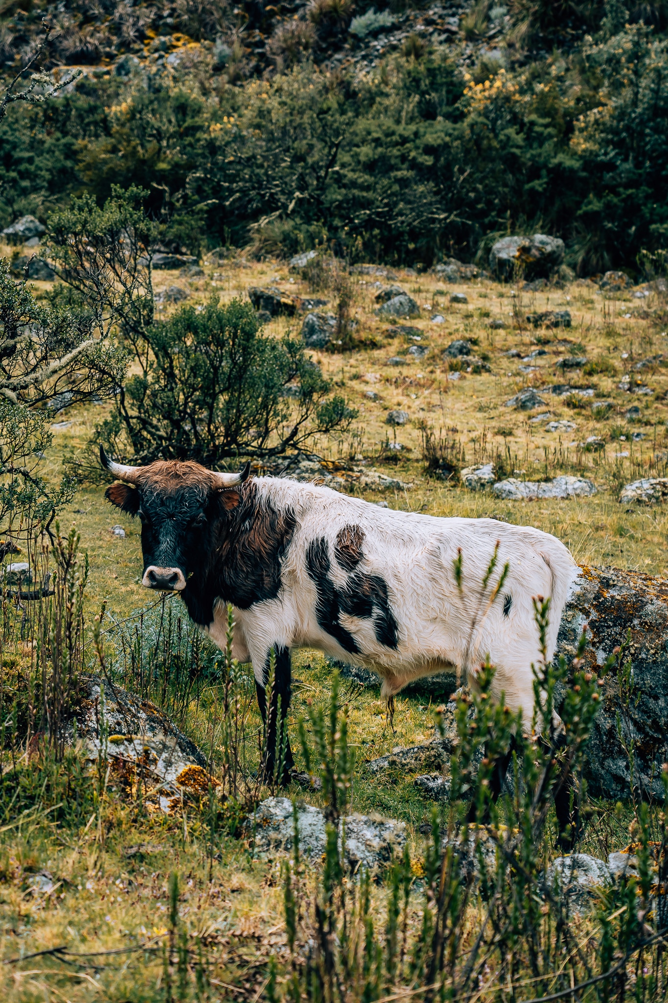 Cow with horn standing in the grass