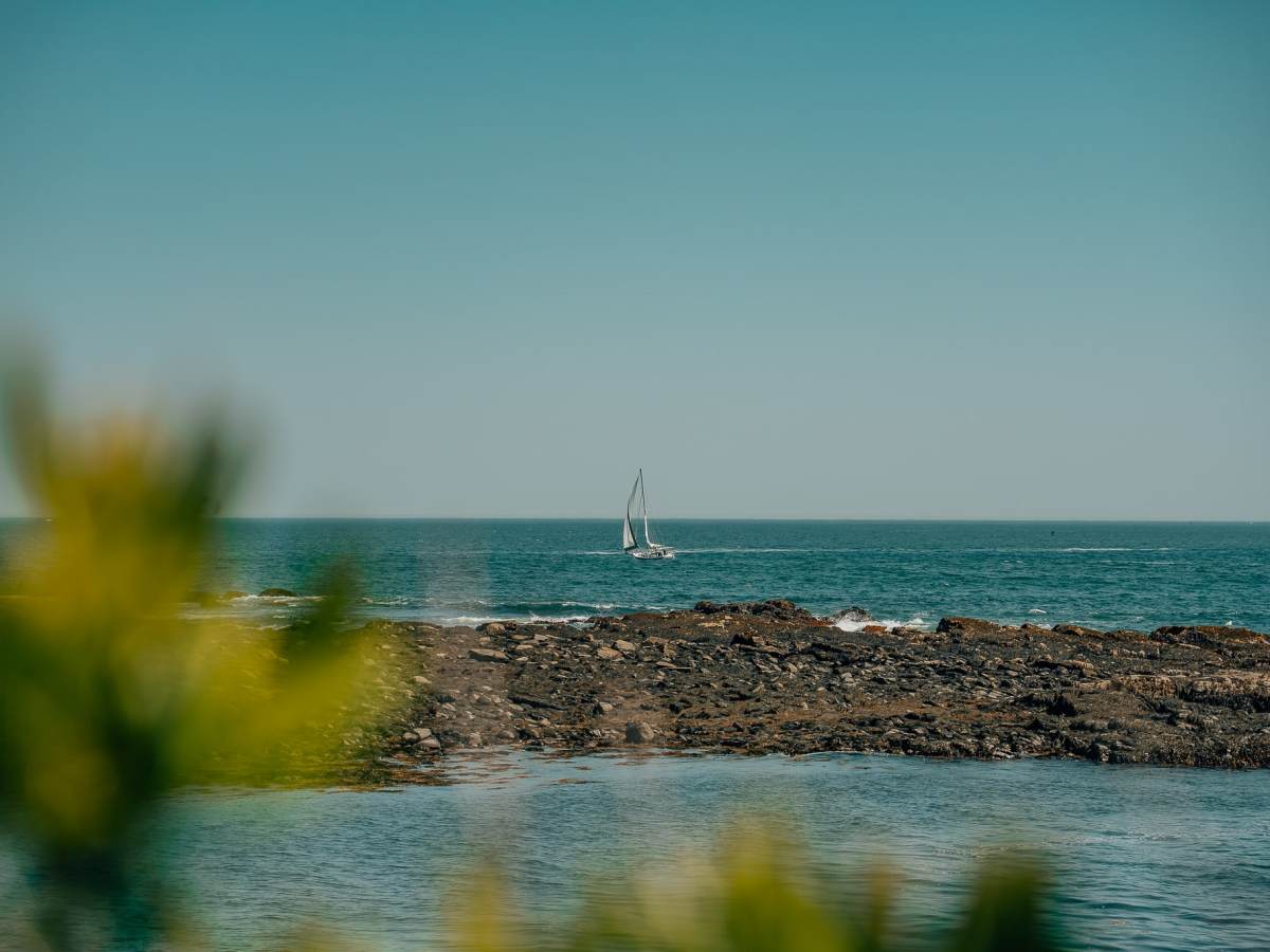 Sailboat in the background with leaves in the foreground