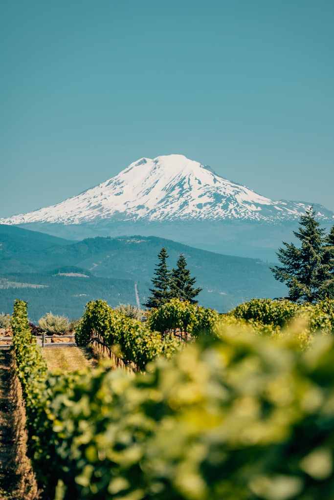 Mount Hood in the background with a vineyard in front