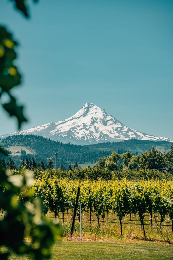 Mount hood in the background behind a vineyard with leaves framing the photo to the left
