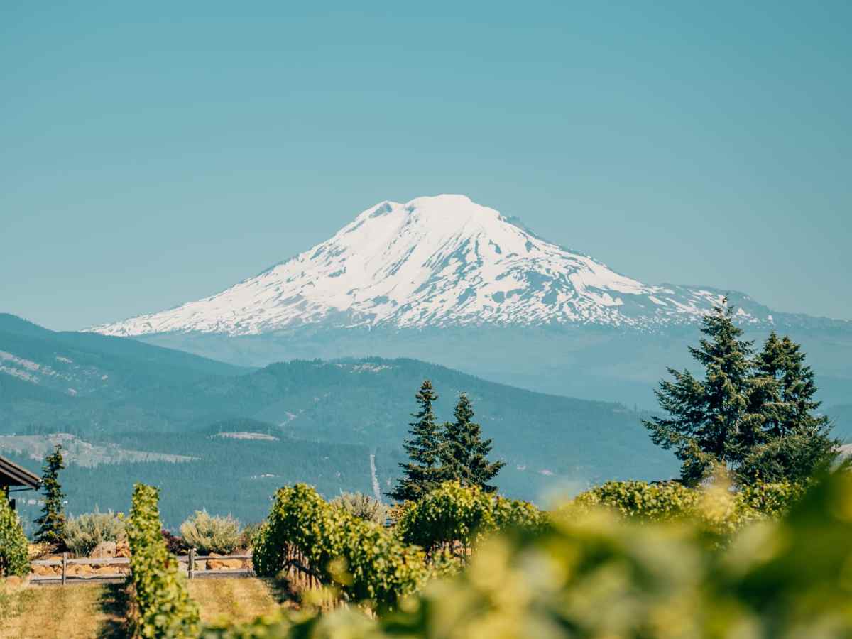Mount Hood in the background with a vineyard in the foreground leading up to the camera