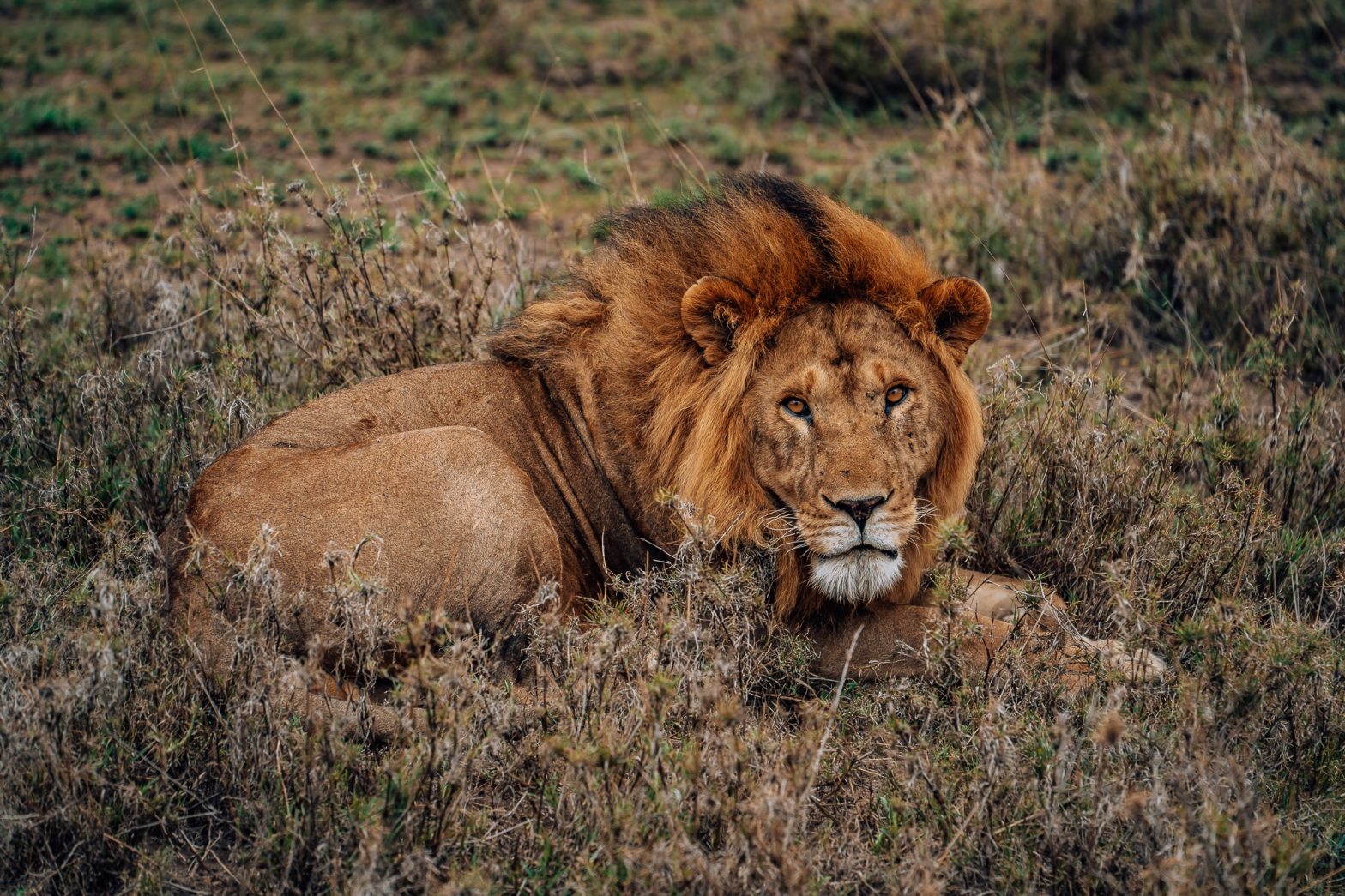 Male lion is lying in the grass in the Serengeti staring at the camera
