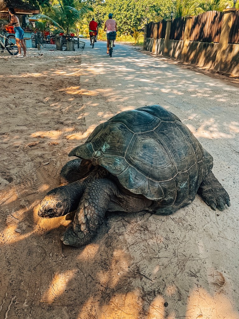 Tortoise sitting on a bike path