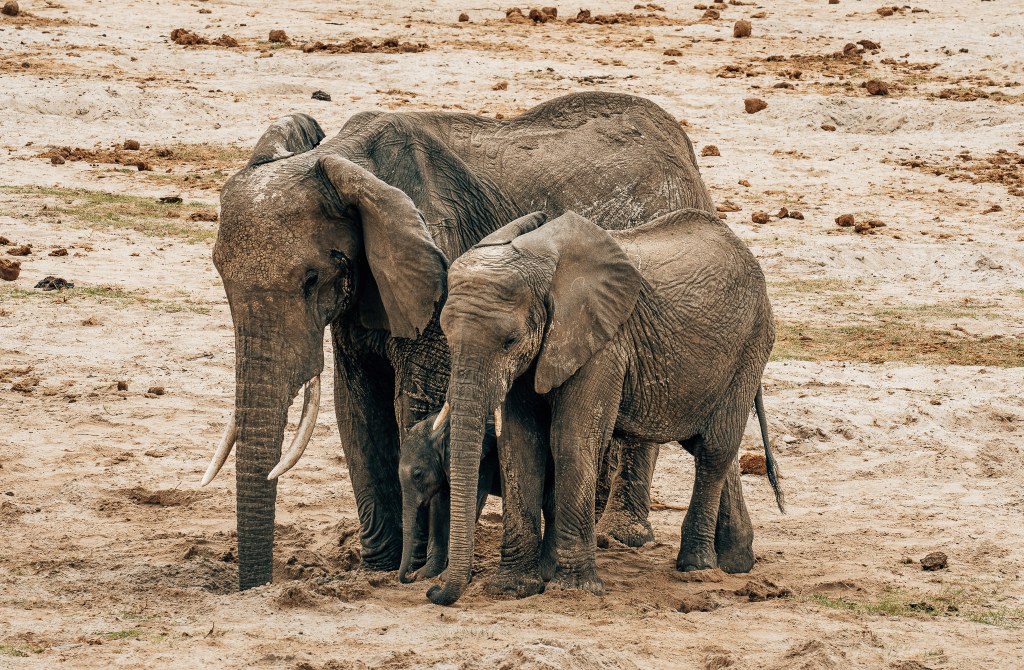 2 adult elephants standing with a very small baby elephant in between them