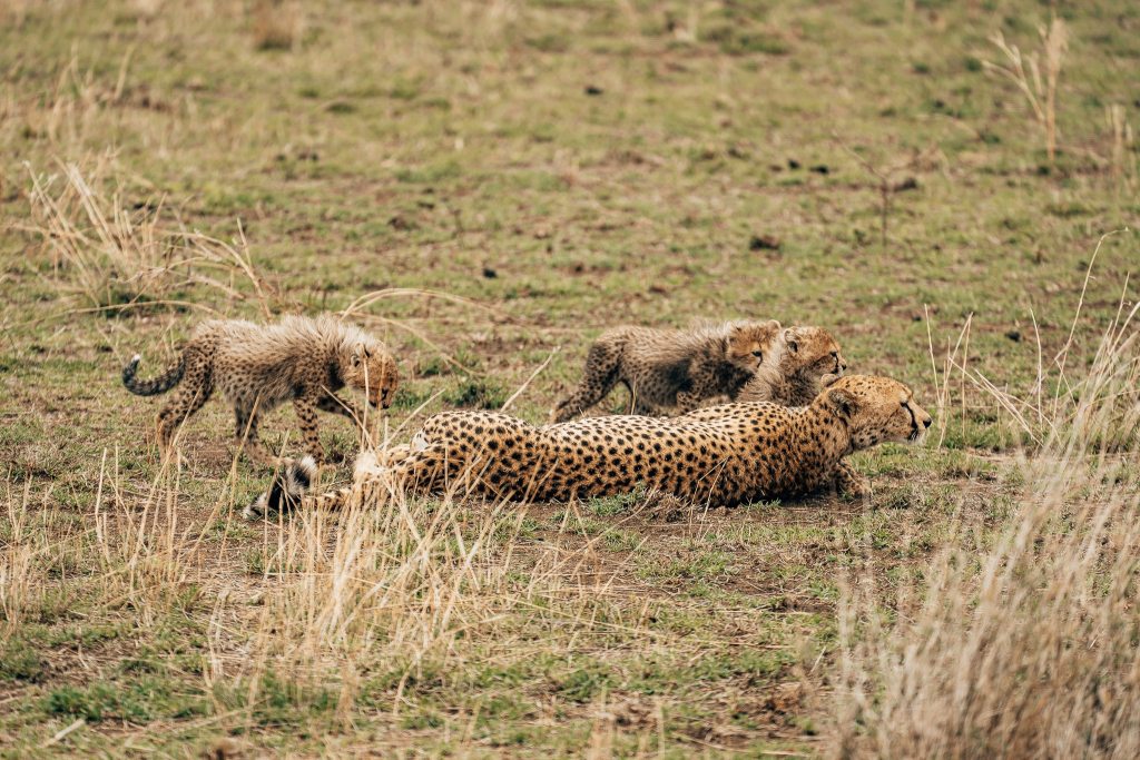 Mama cheetah lying on the ground with her 3 cubs standing next to her
