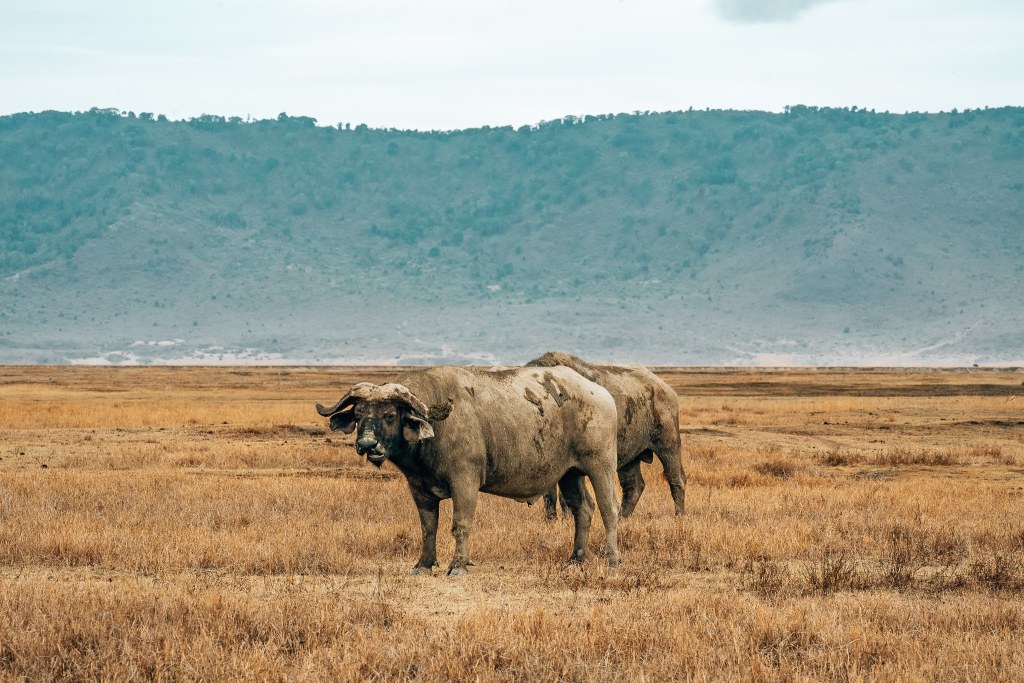 2 water buffalo standing in the grass