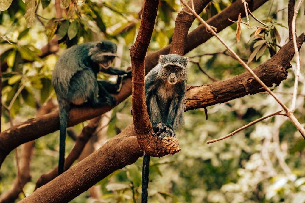 Monkey sitting on branch looking directly into the camera with another monkey in the background
