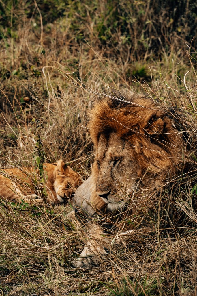 Adult male lion and baby lion cub sleeping in the grass