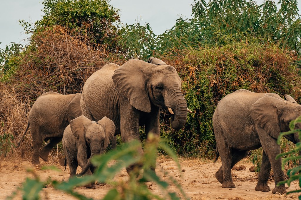 Elephant herd of 4, including a young baby, walking through the forest of Lake Manyara National Park in Tanzania