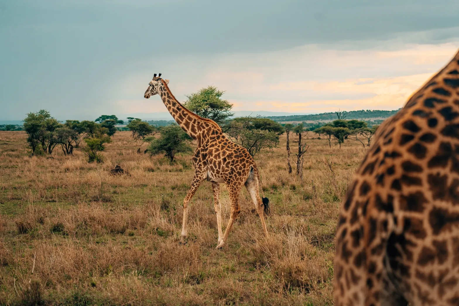 One giraffe close to the lens with another walking away in the back with the sunset sky in the Serengeti