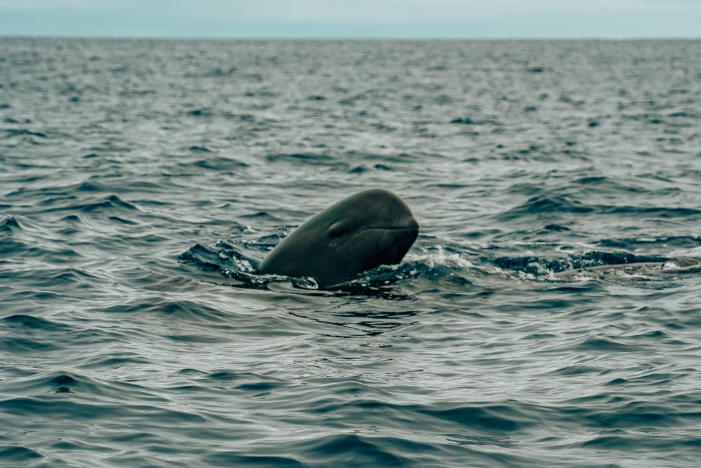 Pilot whale head sticking out of the water in Madeira