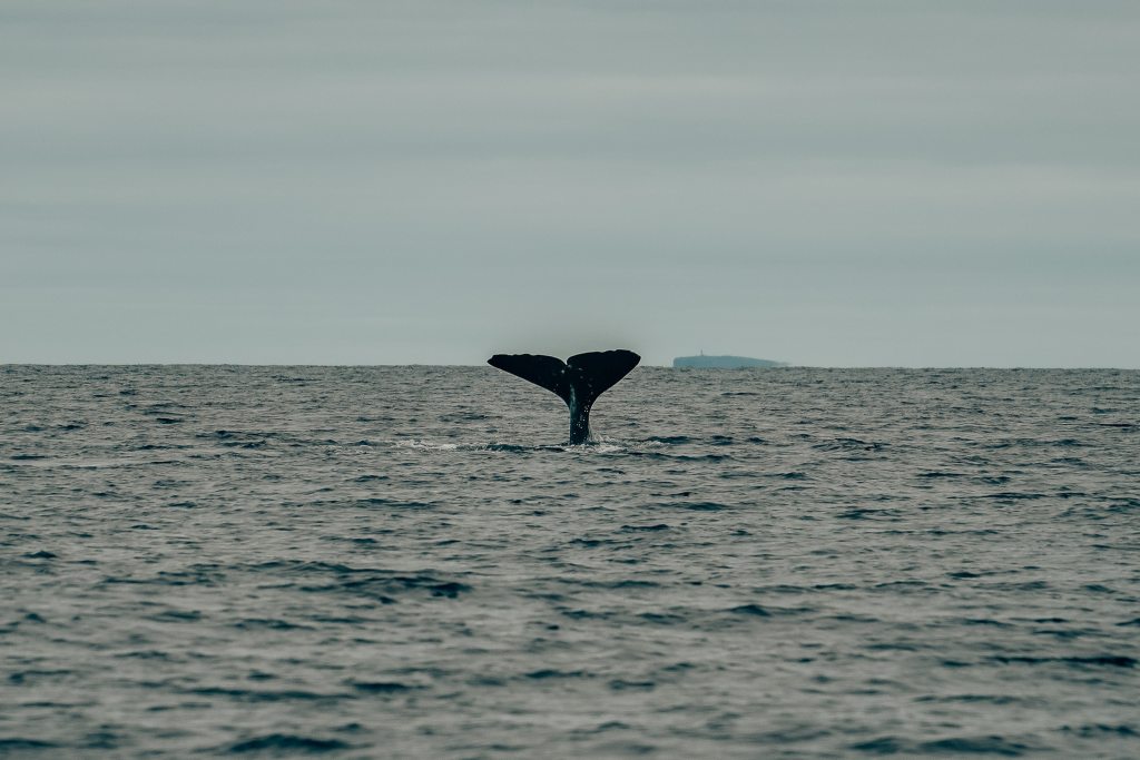 Whale tail sticking out of the water