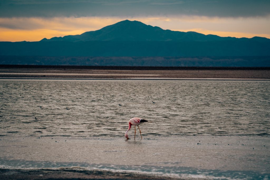 Flamingo standing in the water of Laguna Chaxa in the Atacama Desert with the sun setting over a mountain in the background