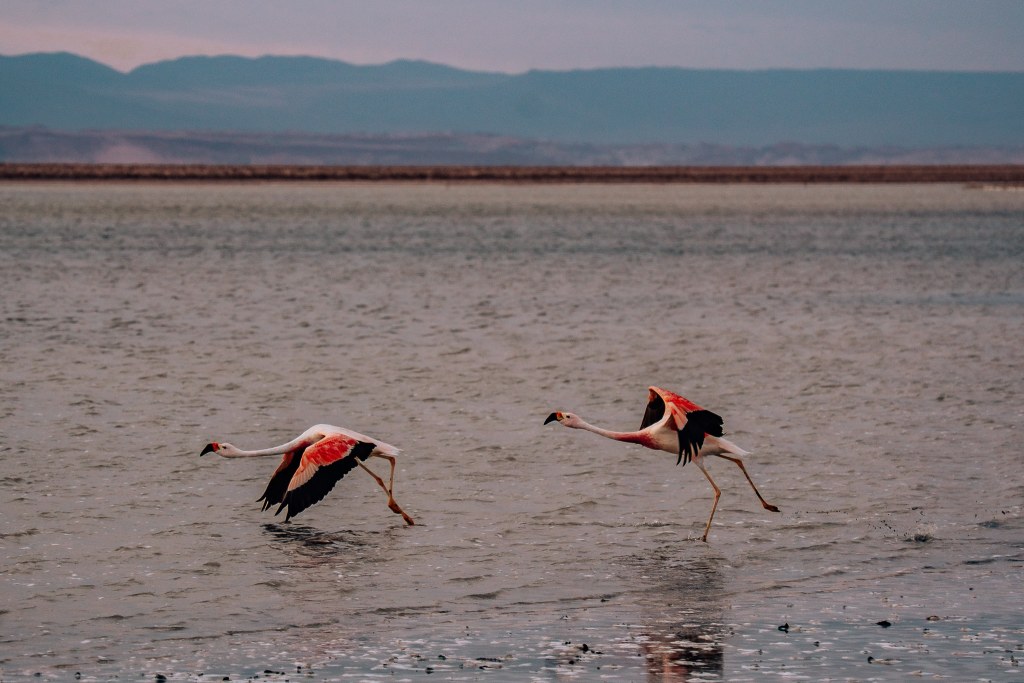 Two flamingos taking off into flight from Laguna Chaxa in the Atacama Desert