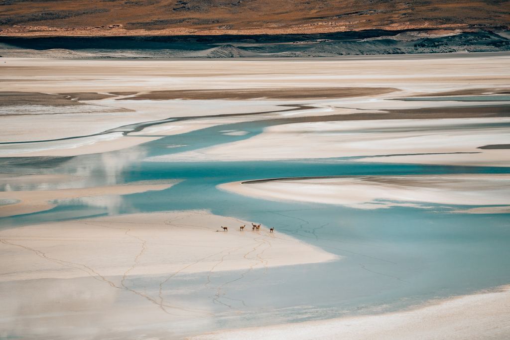 Vicuñas standing in a salt basin with bright blue salt water snaking around them