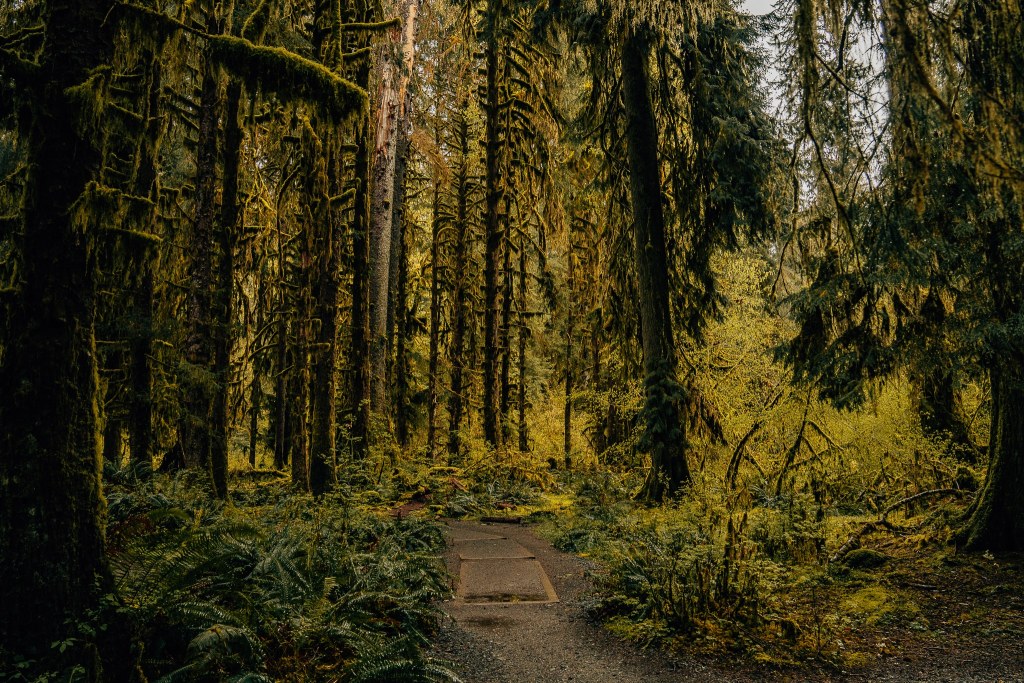 A walkway through the Hoh Rainforest in Olympic National Park with large moss-covered trees rising tall on each side of the path