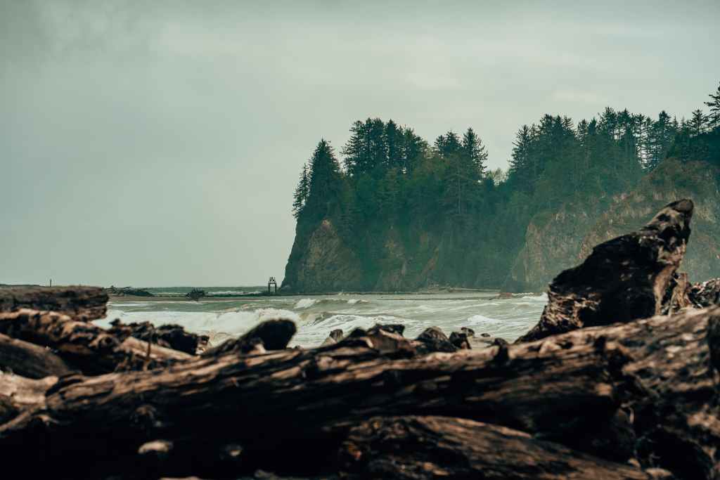 Fallen tree trunks in the foreground with the ocean in behind and tree-lined coastline of Rialto Beach in Olympic National Park behind