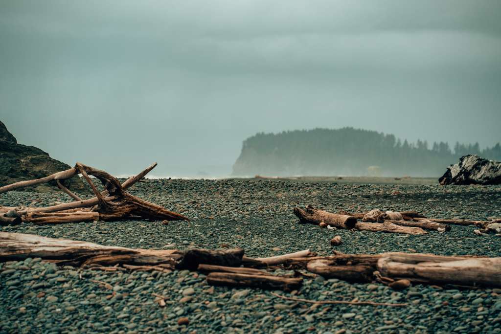 A rocky beach covered in fallen tree trunks with tree-lined coastline in the background