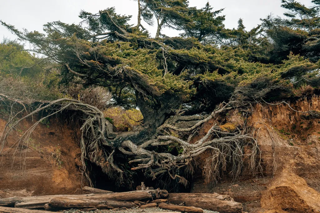 A giant tree that has roots stretching over a large chasm of fallen away shoreline as it falls into the hole on the Olympic National Park beach