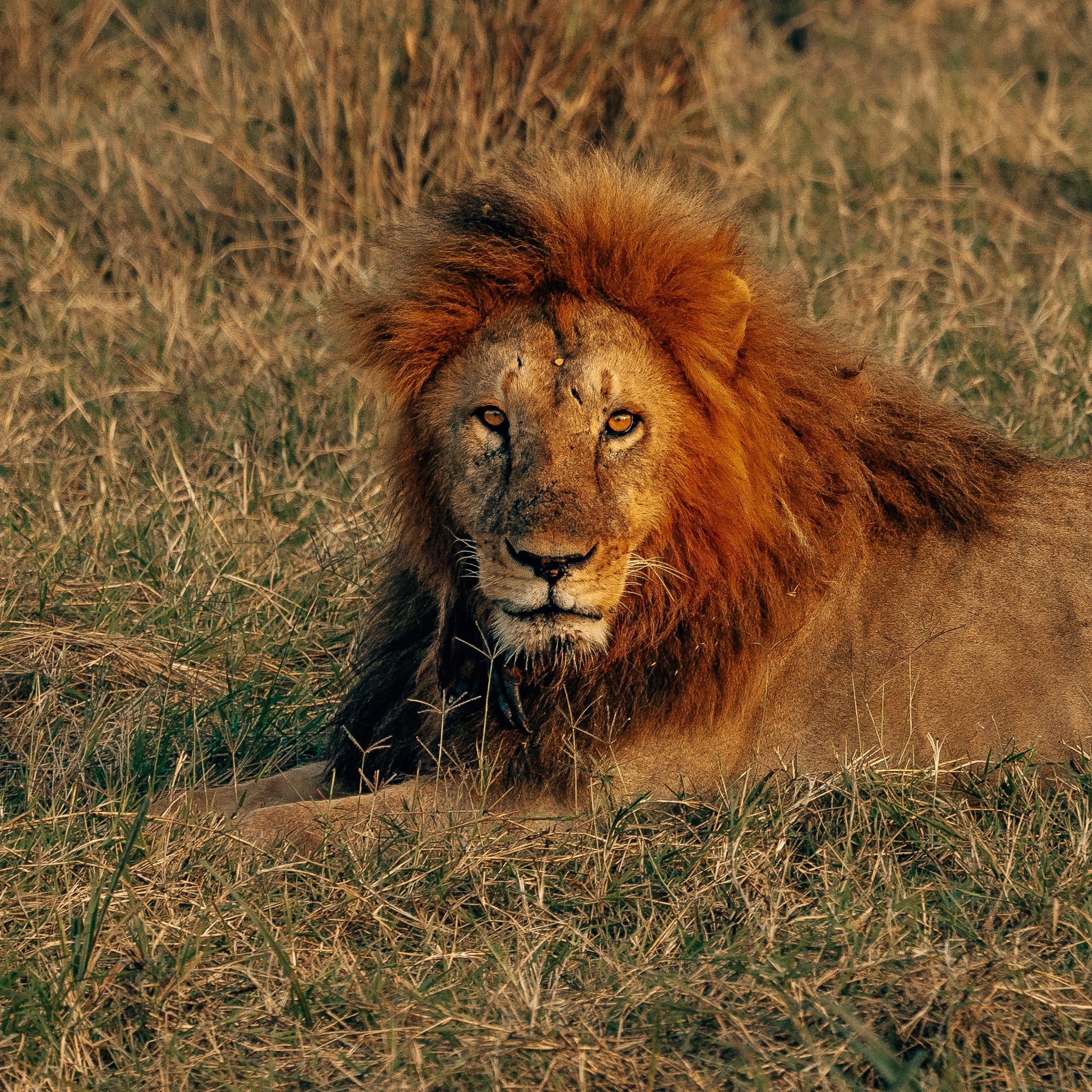 Lion staring directly down