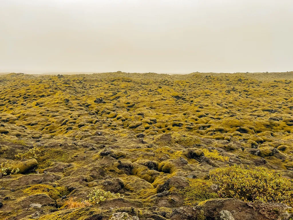 Moss-covered lava field in Iceland